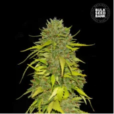 AK - Bulk Seed Bank